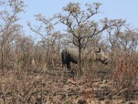 Marion, Romane South Africa 2014 (23 of 45) : KNP Pretoriuskop, Marion visit